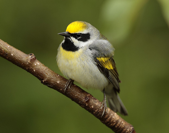 Golden-winged Warbler Vermivora chrysoptera
