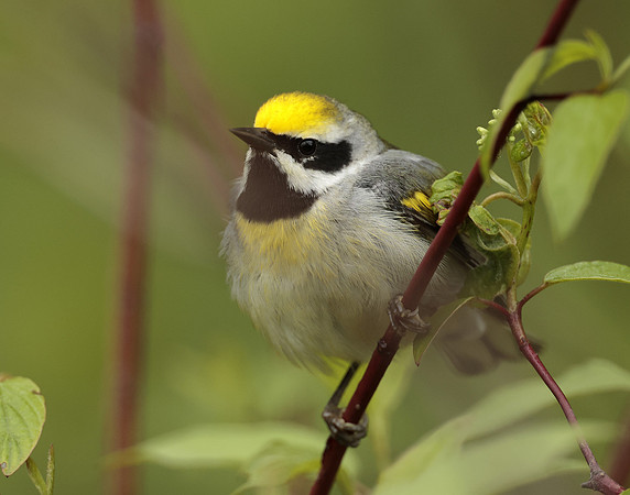 Golden-winged Warbler Vermivora chrysoptera