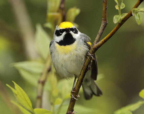 Golden-winged Warbler Vermivora chrysoptera