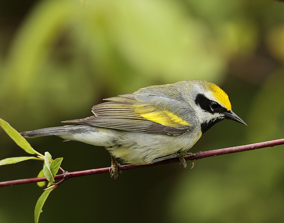Golden-winged Warbler Vermivora chrysoptera