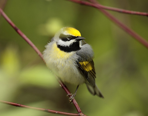 Golden-winged Warbler Vermivora chrysoptera