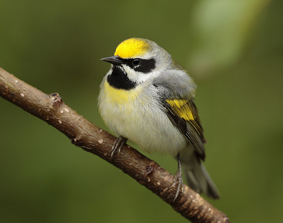 Golden-winged Warbler Vermivora chrysoptera