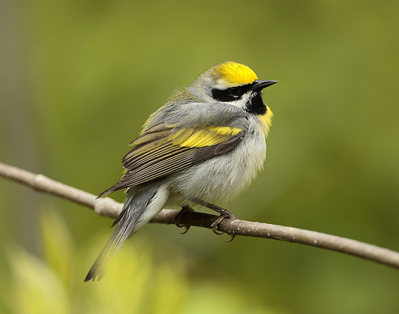 Golden-winged Warbler Vermivora chrysoptera