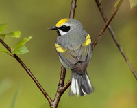 Golden-winged Warbler Vermivora chrysoptera