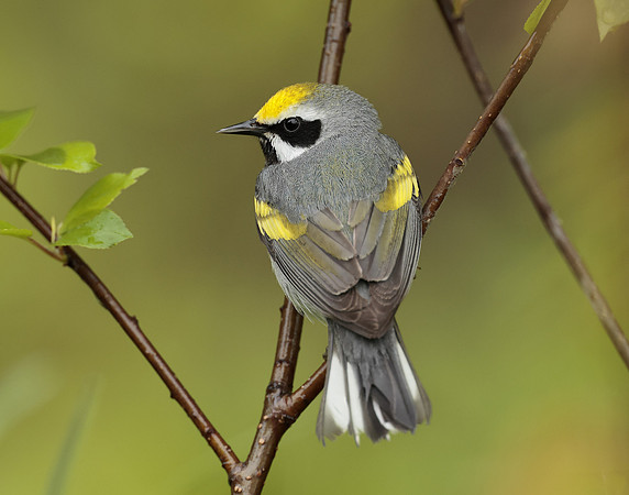 Golden-winged Warbler Vermivora chrysoptera