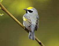 Golden-winged Warbler Vermivora chrysoptera
