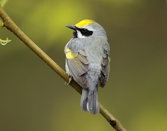 Golden-winged Warbler Vermivora chrysoptera