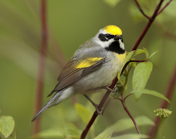 Golden-winged Warbler Vermivora chrysoptera