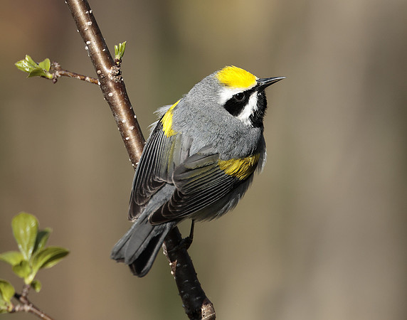 Golden-winged Warbler Vermivora chrysoptera