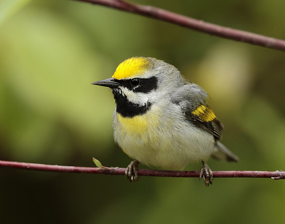 Golden-winged Warbler Vermivora chrysoptera