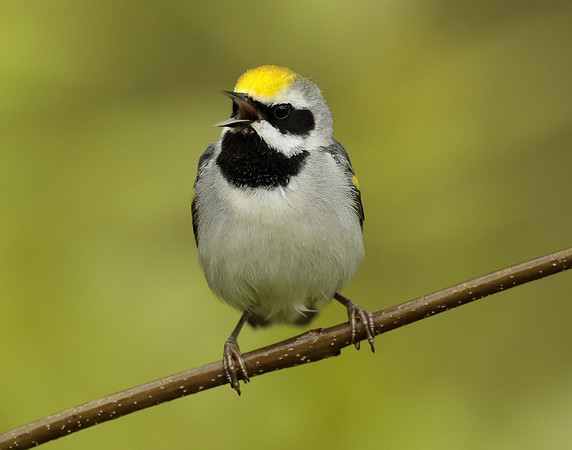 Golden-winged Warbler Vermivora chrysoptera