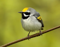 Golden-winged Warbler Vermivora chrysoptera