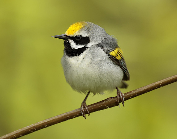 Golden-winged Warbler Vermivora chrysoptera