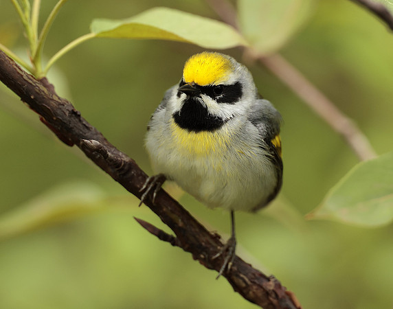 Golden-winged Warbler Vermivora chrysoptera