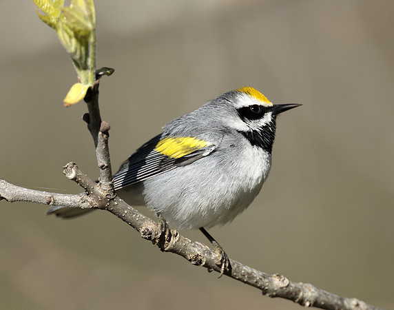 Golden-winged Warbler Vermivora chrysoptera