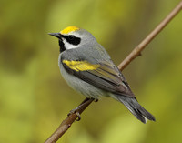 Golden-winged Warbler Vermivora chrysoptera