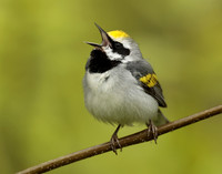 Golden-winged Warbler Vermivora chrysoptera