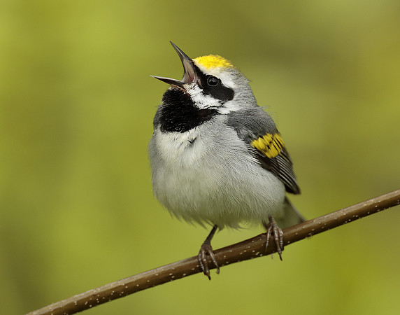 Golden-winged Warbler Vermivora chrysoptera
