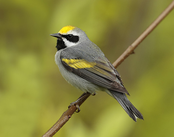 Golden-winged Warbler Vermivora chrysoptera