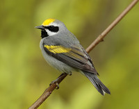 Golden-winged Warbler Vermivora chrysoptera