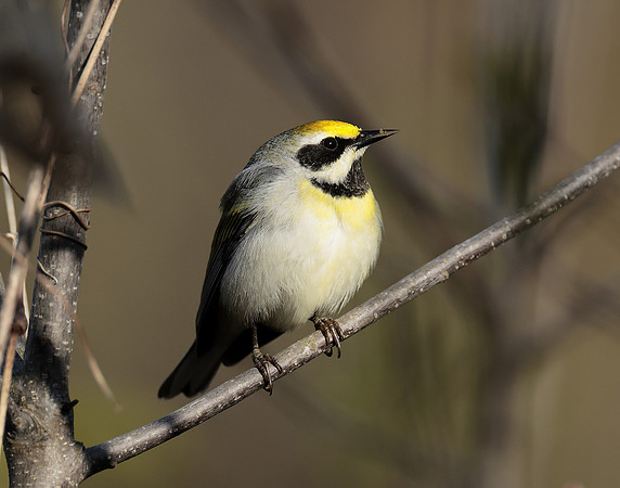 Golden-winged Warbler Vermivora chrysoptera