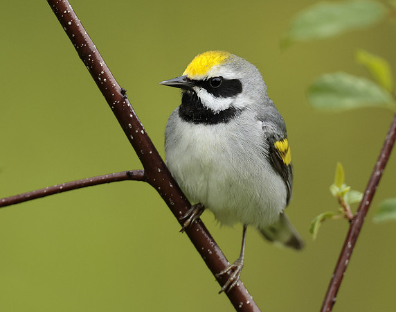 Golden-winged Warbler Vermivora chrysoptera