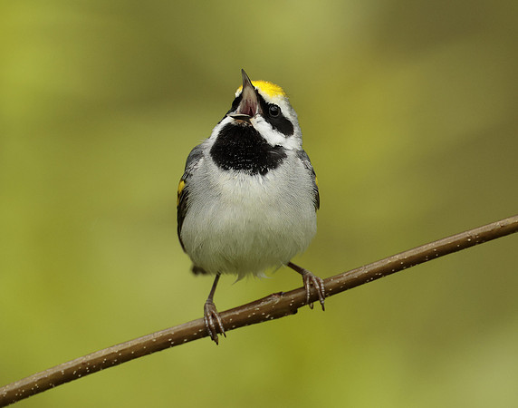 Golden-winged Warbler Vermivora chrysoptera