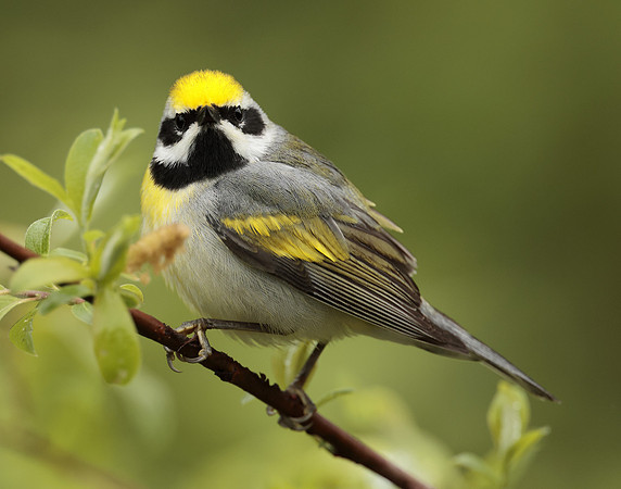 Golden-winged Warbler Vermivora chrysoptera