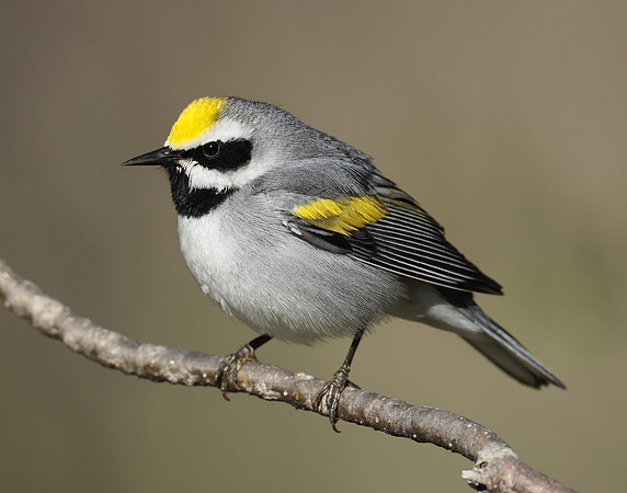 Golden-winged Warbler Vermivora chrysoptera