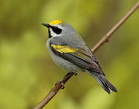 Golden-winged Warbler Vermivora chrysoptera