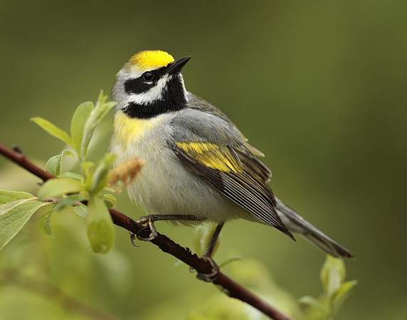 Golden-winged Warbler Vermivora chrysoptera