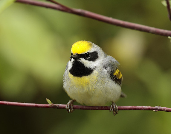 Golden-winged Warbler Vermivora chrysoptera
