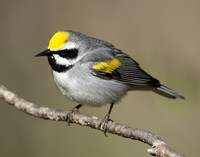 Golden-winged Warbler Vermivora chrysoptera