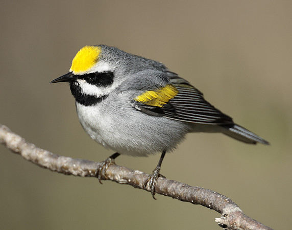 Golden-winged Warbler Vermivora chrysoptera