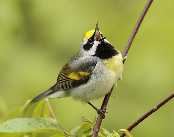 Golden-winged Warbler Vermivora chrysoptera
