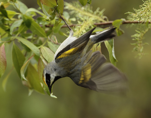 Golden-winged Warbler Vermivora chrysoptera