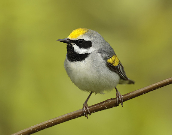 Golden-winged Warbler Vermivora chrysoptera