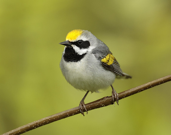 Golden-winged Warbler Vermivora chrysoptera