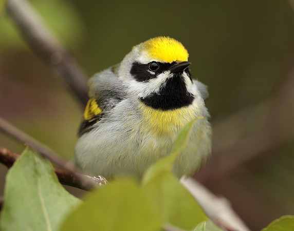Golden-winged Warbler Vermivora chrysoptera