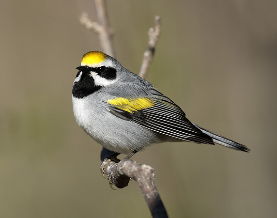 Golden-winged Warbler Vermivora chrysoptera