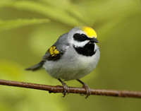 Golden-winged Warbler Vermivora chrysoptera