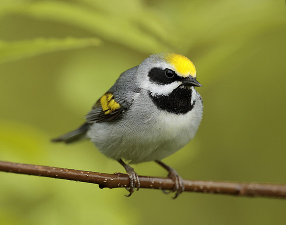 Golden-winged Warbler Vermivora chrysoptera