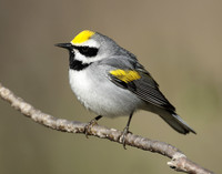 Golden-winged Warbler Vermivora chrysoptera