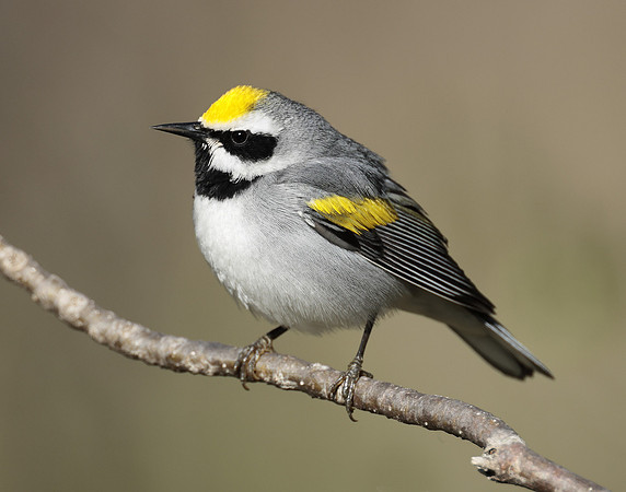 Golden-winged Warbler Vermivora chrysoptera