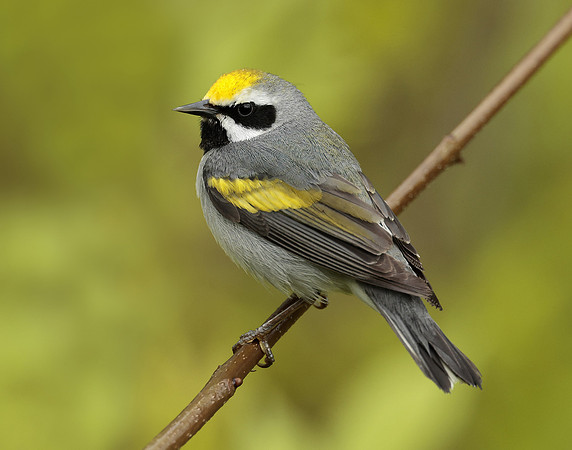 Golden-winged Warbler Vermivora chrysoptera