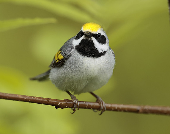 Golden-winged Warbler Vermivora chrysoptera