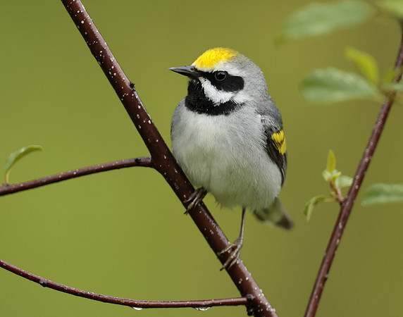 Golden-winged Warbler Vermivora chrysoptera