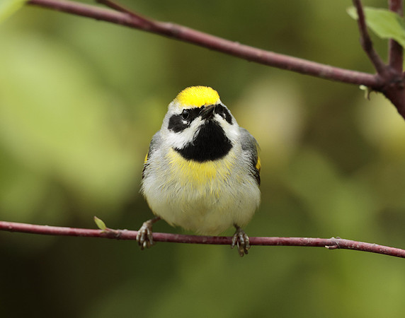 Golden-winged Warbler Vermivora chrysoptera