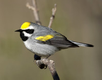 Golden-winged Warbler Vermivora chrysoptera