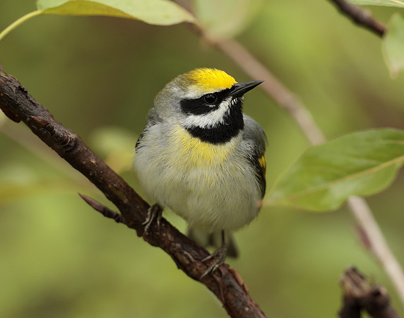 Golden-winged Warbler Vermivora chrysoptera